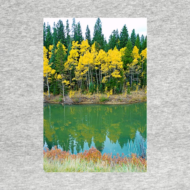 Colorado Aspens Study 35 by bobmeyers